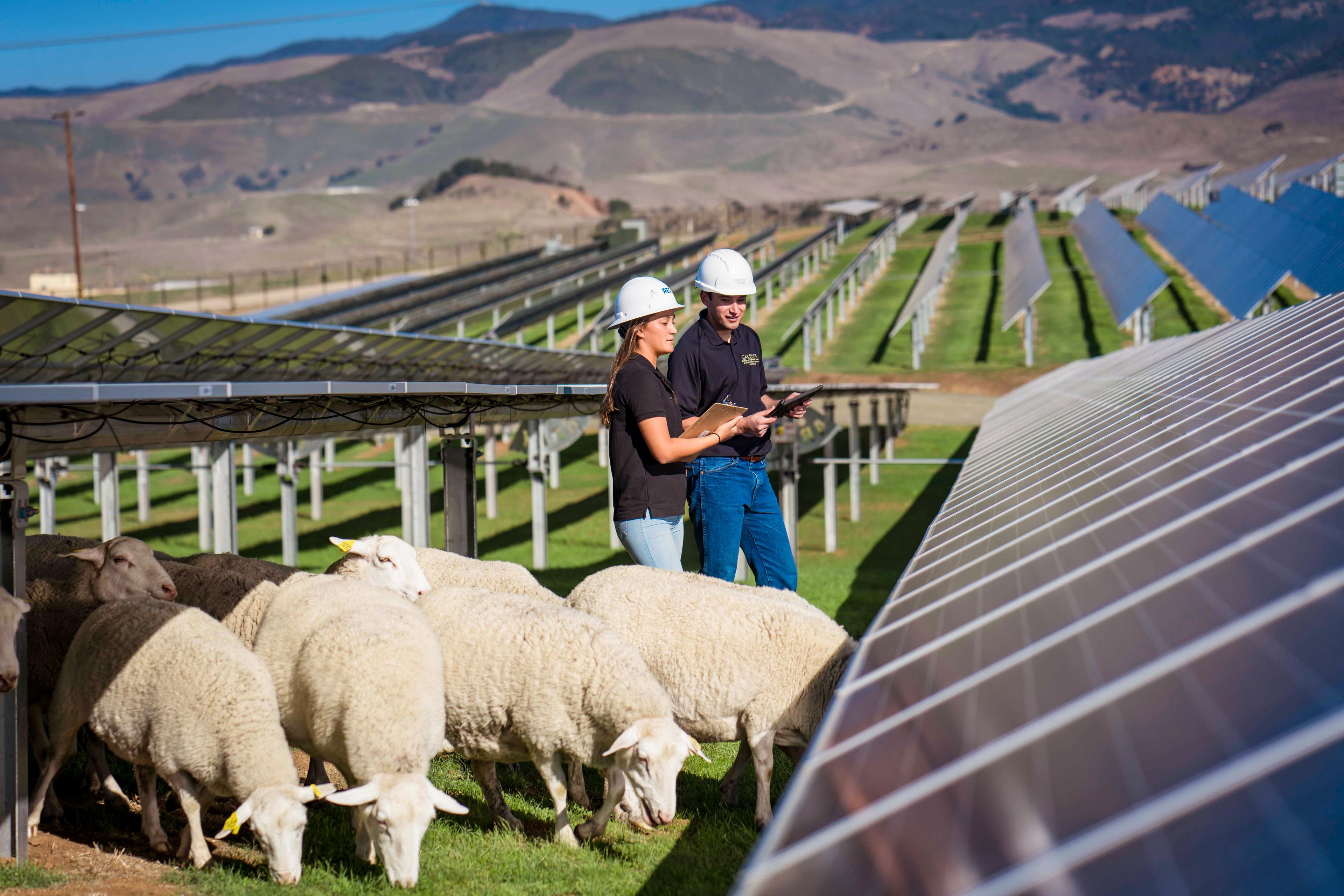 Two people in hard hats and work clothes check tablets near grazing sheep under solar panels in a field.