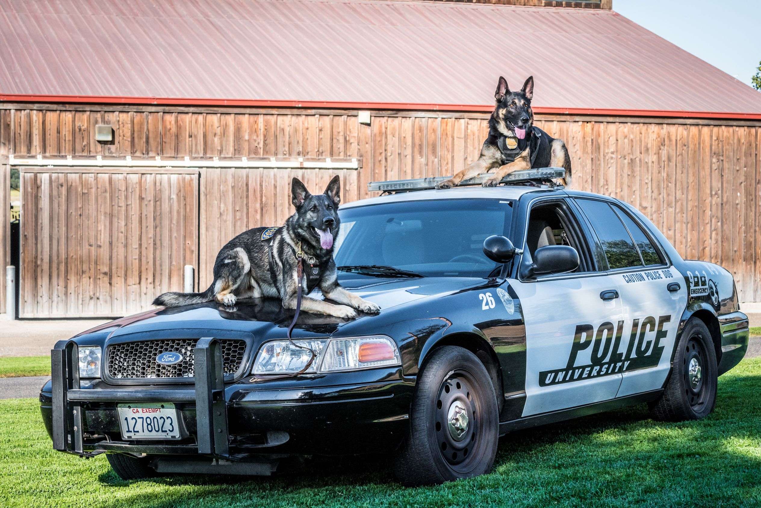 Two German Shepherd police dogs wearing vests sitting on a black and white police university car on grass.