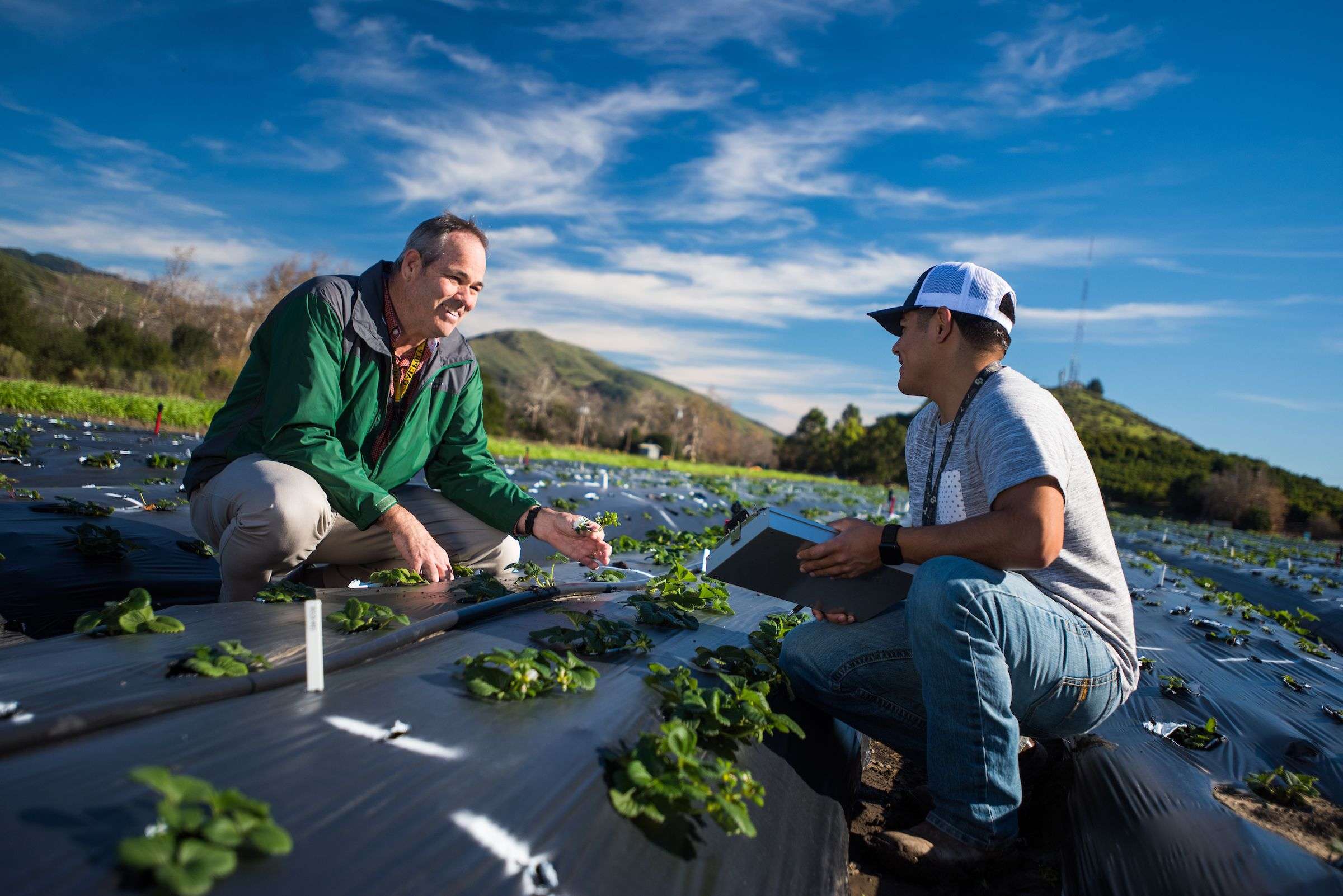 Two men inspecting plants in a field covered with black plastic mulch under a partly cloudy sky.